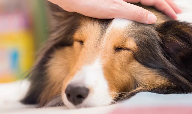食育ドッグコミュニケータ