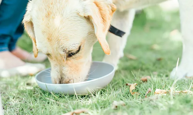 食育ドッグコミュニケータ